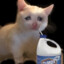 ddosi