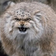 我跟小浣熊与鸡有不共戴天之仇