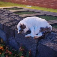 整天打游戏能找得到女