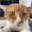 dobby the silly house cat