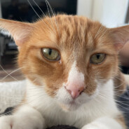dobby the silly house cat