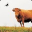 10cow