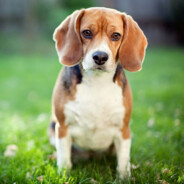 Ginebra - steam id 76561199441181075