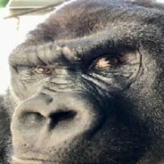 GORILLA FASQART - steam id 76561198120219221