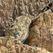 dzień dobry Matylda