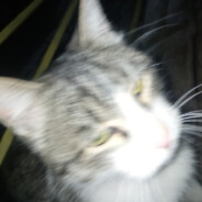 §⁠♡милитари