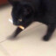 gato cigarro