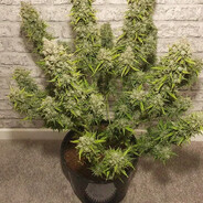 og kush
