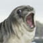 Sealofapproval