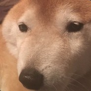 bepis doge