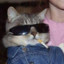 Cool Cat