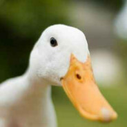 Duck Pics
