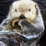 HolyPotatosImbadAndmyTeamSuck