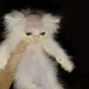 ПИЗДАБОЛ ИВАН