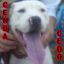 Cenda