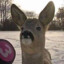 Alexandeer