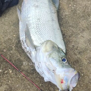 自动上钩的翘嘴