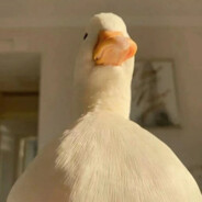 假如能当三天老蒯