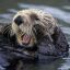 Aggressive Otter