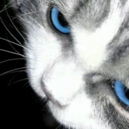 你怎么知道我把菜倒了