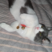 牛爷爷驾到统统闪开