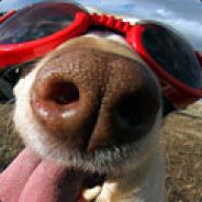 我已经疯了，靠你们了