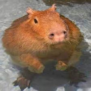 Capibara Bombado