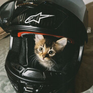 kitten