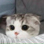 jinyvD