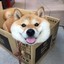 doggo in a box