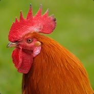 Hot Cockerel