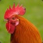 Hot Cockerel