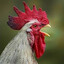 SaiamandraTTV's avatar