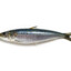 sardine