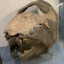 Dunkleosteus