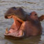 Sucky Hippo