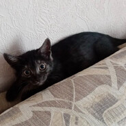 Шерстяной Клюв