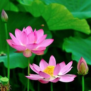 花开富贵(志超奶奶)