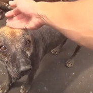Perro Peruano sin Pelo