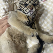 华为手机挡伤害