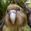 Kakapo