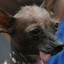Perro Peruano avatar