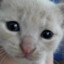 deki
