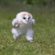 排骨冬瓜挺好吃的