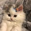 Meowum