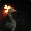 Goose On Fire