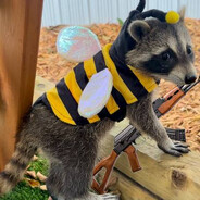Raccoon Abeille KALASHNIKOV