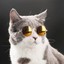 Coolcat