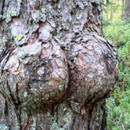 Treebob