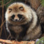 Tanuki